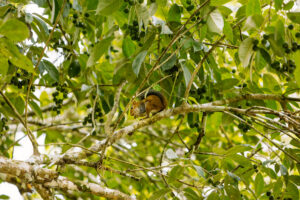 Squirrel at the Belize rainforest retreat