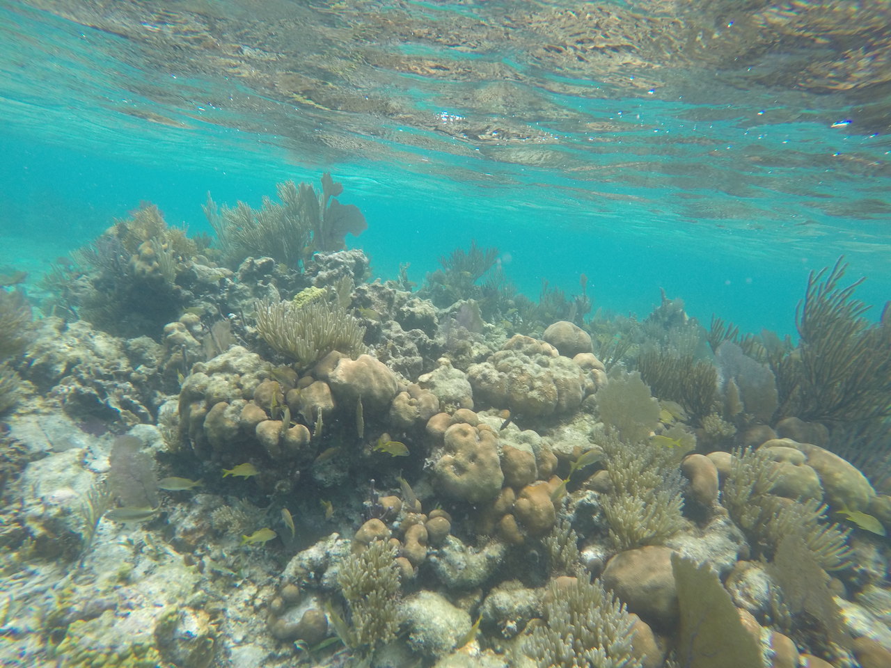 coral reef near gallow's point