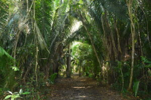 Jungle trail at Howler Monkey Resort.
