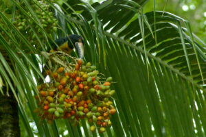 Collard Aracari toucan are often seen at Howler Monkey Resort