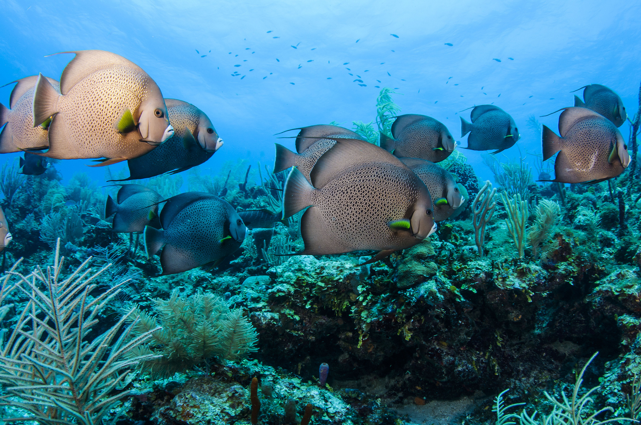 Best Diving Spots in Belize | 1