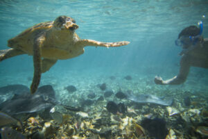 Best Diving Spots in Belize |2