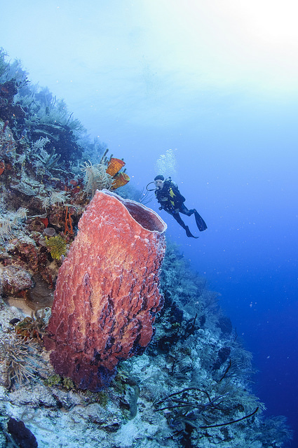 Belize Barrier Reef removed from UNESCO Danger List | 6