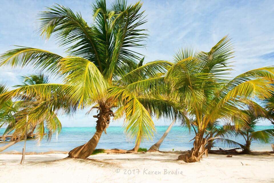 Coconut Palm Trees and Sandy Beach.