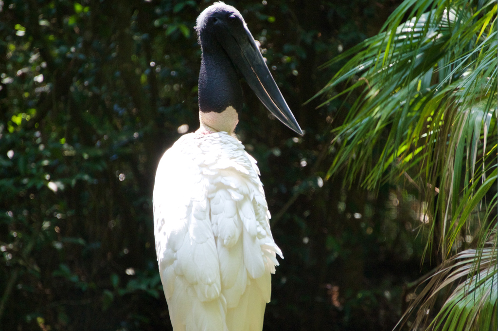 The Jabiru Stork found on a tour to Crooked Tree