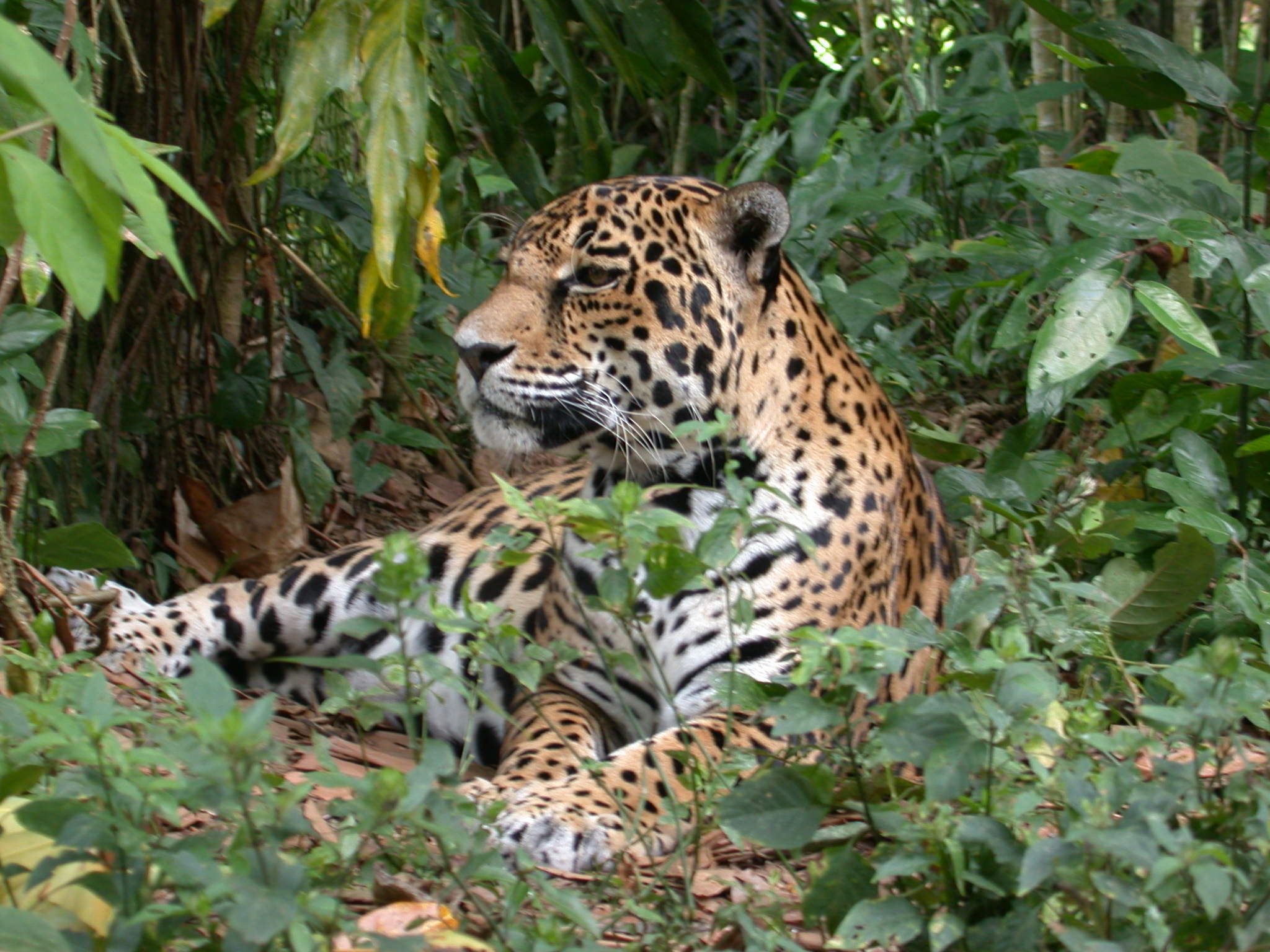 Cockscomb Jaguar Preserve Hike