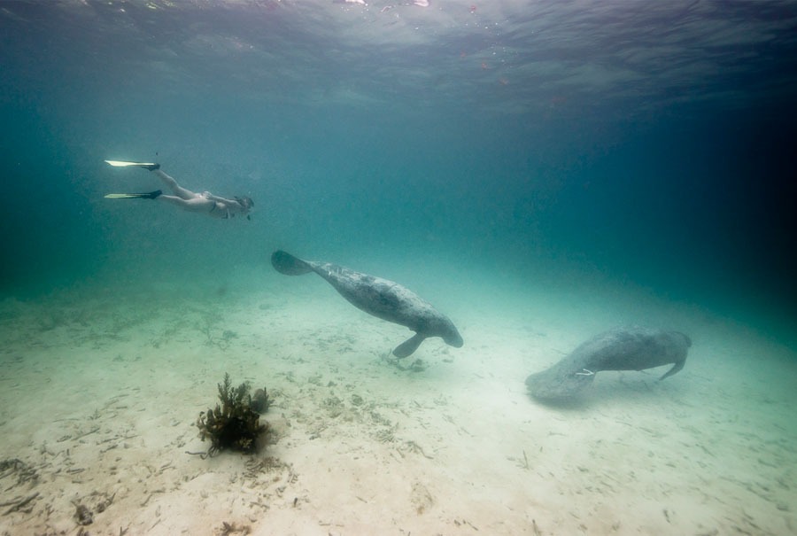 Swimming with Manatee Belize