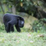 9 Places in Belize for Animal Lovers