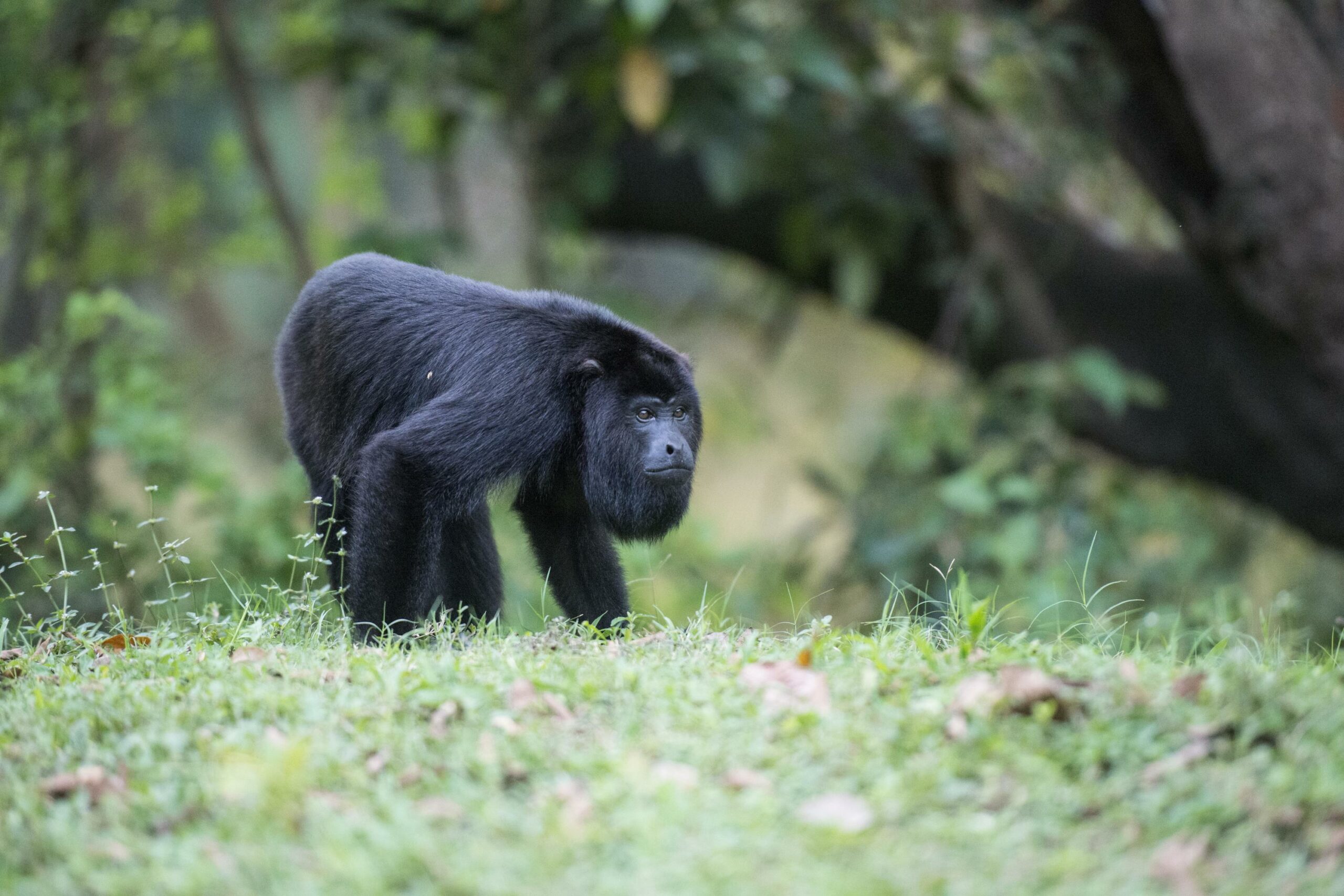 9 Places in Belize for Animal Lovers baboon