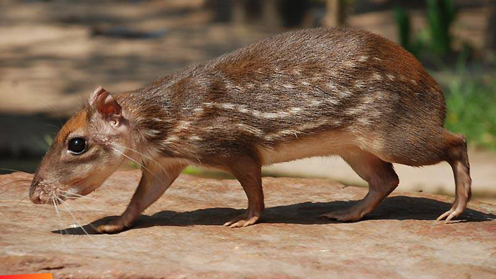 Gibnut, royal rat | 7 Weird animals you didn’t know existed in Belize