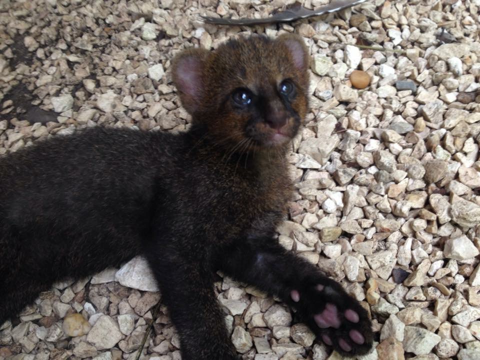 Jaguarundi | 7 Weird animals you didn’t know existed in Belize